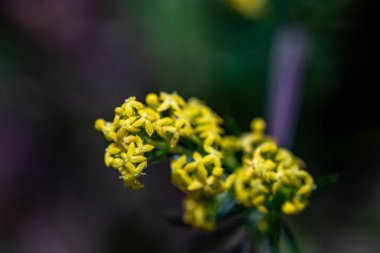 Dağlarda büyüyen Galyum verum çiçeği, makro