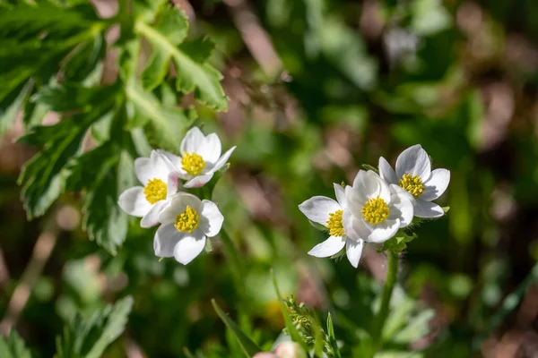 Anemonastrum Narcissiflorum Flower Mountains Close — Stock Photo, Image
