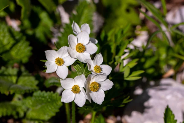 Anemonastrum Narcissiflorum Flower Growing Mountains Close — Stock Photo, Image