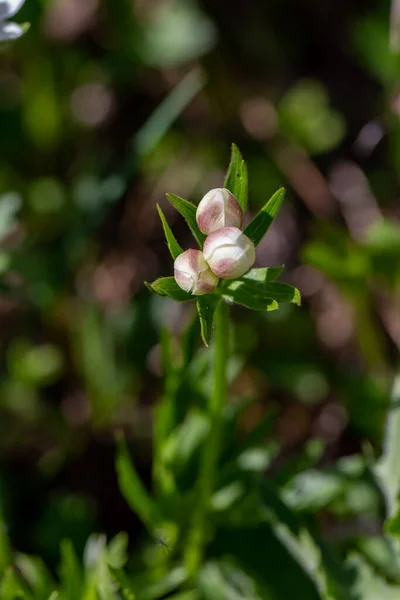 Anemonastrum Narcissiflorum Flor Que Crece Las Montañas Macro —  Fotos de Stock