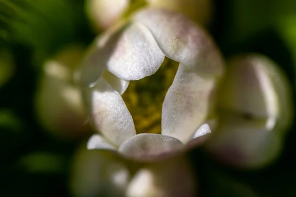 Anemonastrum Narcissiflorum Kwiat Rośnie Górach Zbliżenie Pędu — Zdjęcie stockowe