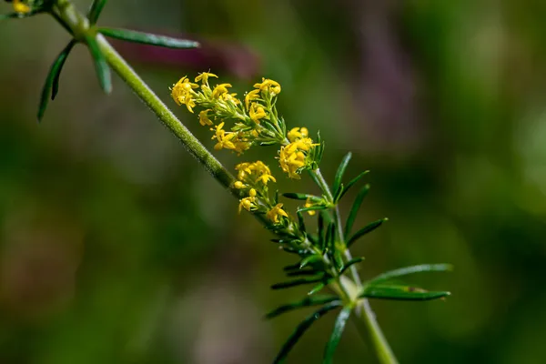 Galium Verum Flower Mountains Macro — Stock Photo, Image
