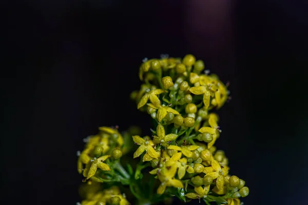 Galium Verum Blume Den Bergen Nahaufnahme Trieb — Stockfoto
