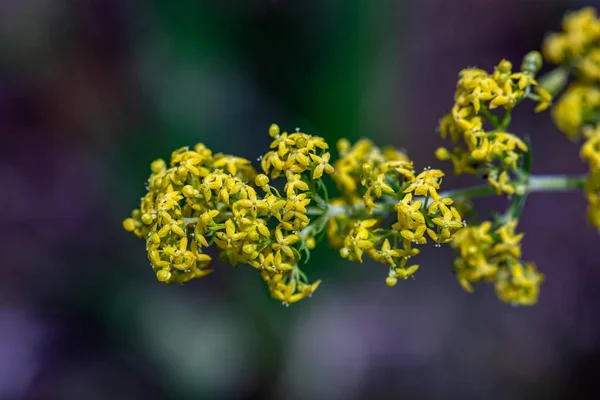 Galium Verum Blume Wächst Den Bergen Nahaufnahme Trieb — Stockfoto