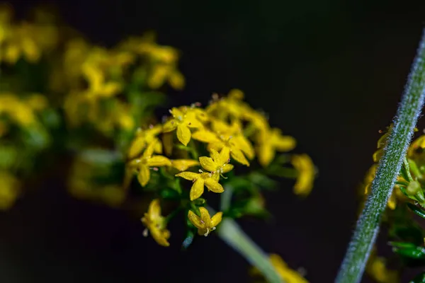 Galium Verum Blume Den Bergen Nahaufnahme — Stockfoto