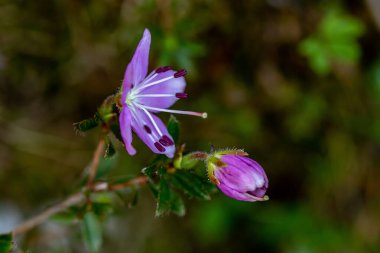 Dağlarda yetişen Rhodothamnus chamaecistus çiçeği, yakın çekim