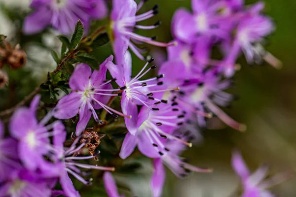 Rhodothamnus Chamaecistus Λουλούδι Στα Βουνά Κοντά — Φωτογραφία Αρχείου