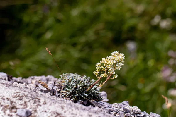 Saxifraga Crustata Květ Horách Makro — Stock fotografie