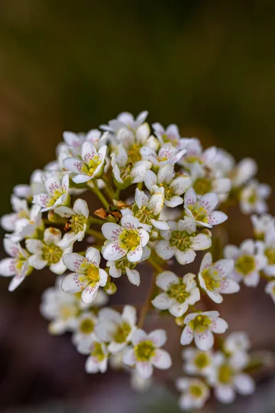 山の中のサキシフラガの甲殻類の花 — ストック写真