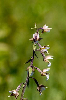 Epipactis palustris çiçeği tarlada, kapat 