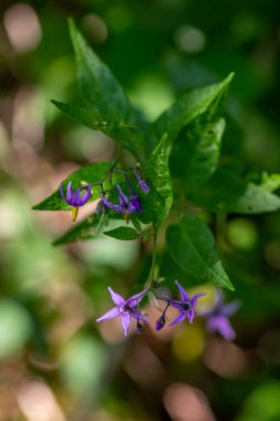 Tarlada Solanum dulcamara çiçeği, yakın çekim