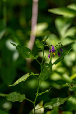 Tarlada Solanum dulcamara çiçeği