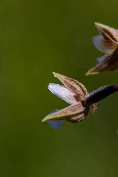 Epipactis Palustris Fleur Dans Champ Pousse Gros Plan — Photo