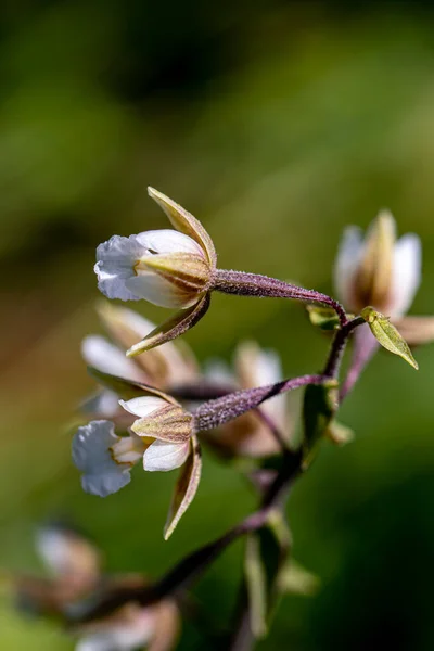フィールドで成長しているエピパクト性のパルストリスの花 クローズアップ撮影 — ストック写真