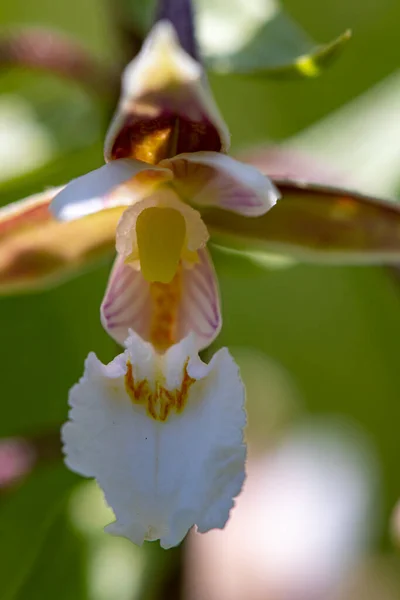 Epipactis Palustris Kwiat Rośnie Polu — Zdjęcie stockowe