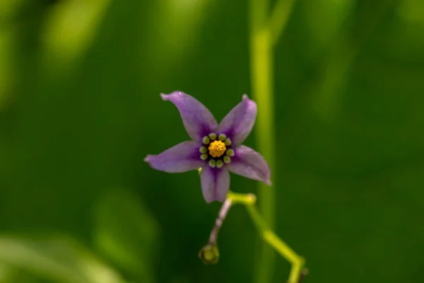 Solanum Dulcamara Blomma Växer Fält Närbild Skjuta — Stockfoto