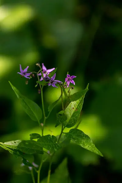 Solanum Dulcamara Flor Creciendo Campo Cerca —  Fotos de Stock