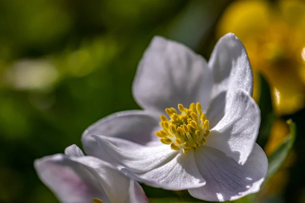 Anemonastrum Narcissiflorum Flor Crescendo Montanhas Close — Fotografia de Stock