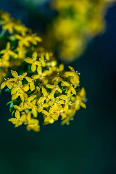 Galium Verum Blume Den Bergen Nahaufnahme — Stockfoto