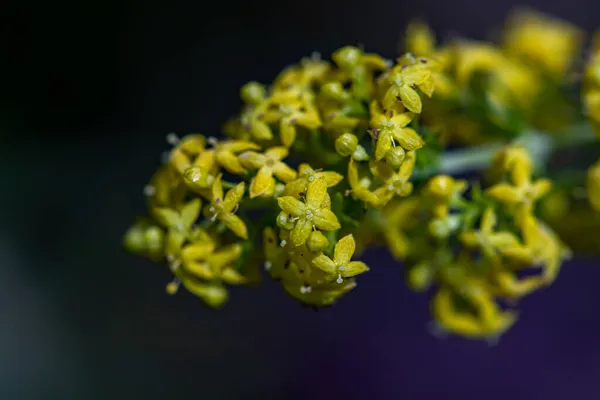 Galium Verum Virág Hegyekben — Stock Fotó