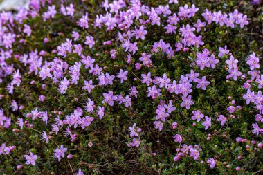 Dağlarda yetişen Rhodothamnus chamaecistus çiçeği, yakın çekim