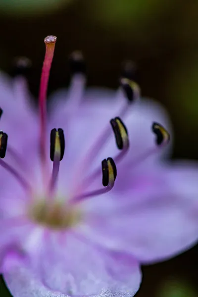 Rhodothamnus Chamaecistus Цветок Горах Закрыть Стрелять — стоковое фото