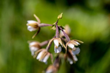 Epipactis palustris çiçeği tarlada, makro