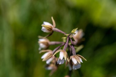 Epipactis palustris çiçeği tarlada büyüyor, makro
