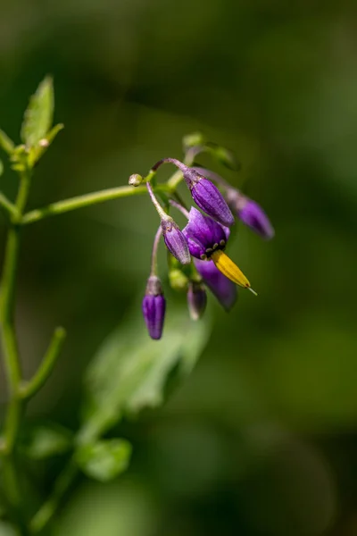Solanum Dulcamara Flor Que Crece Campo —  Fotos de Stock