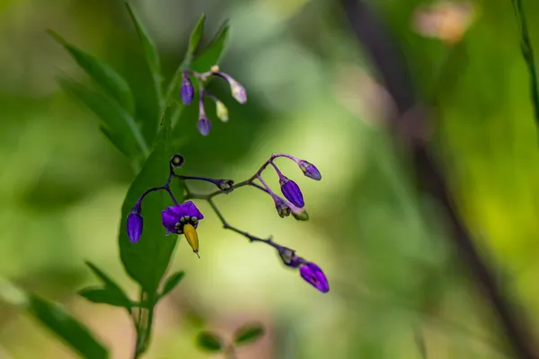 Solanum Dulcamara Λουλούδι Που Αναπτύσσεται Στο Πεδίο Κοντά — Φωτογραφία Αρχείου