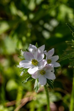 Dağlarda yetişen Anemonastrum narsiflorum çiçeği, yakın çekim