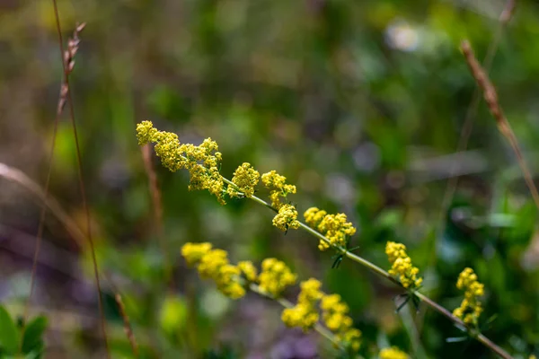 Galium Verum Virág Hegyekben Közelről — Stock Fotó