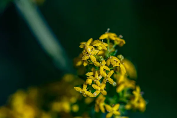 Galium Verum Flor Que Crece Las Montañas Macro — Foto de Stock