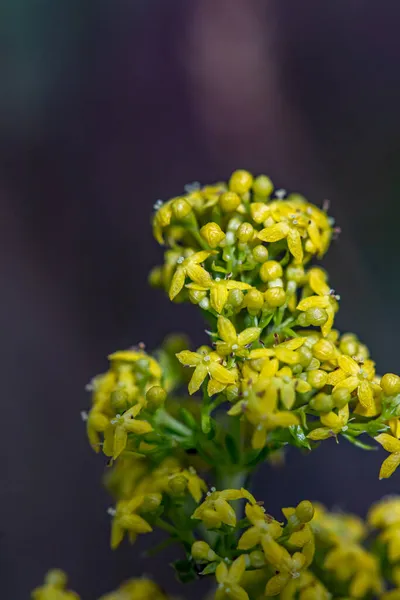 Galium Verum Virág Hegyekben Makró — Stock Fotó