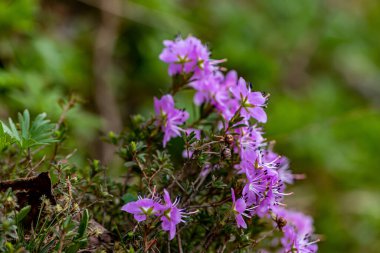 Dağlardaki Rhodothamnus chamaecistus çiçeği, yaklaşın.