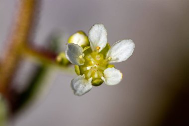 Dağlardaki Saxifraga kabukluları, yaklaşın.