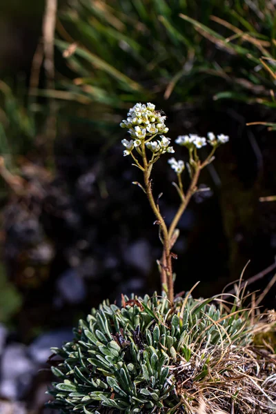 Saxifraga Crustata Květ Horách — Stock fotografie