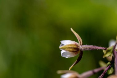 Epipactis palustris çiçeği tarlada büyüyor.