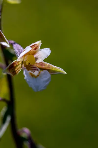 Epipactis Palustris Flor Campo Macro —  Fotos de Stock