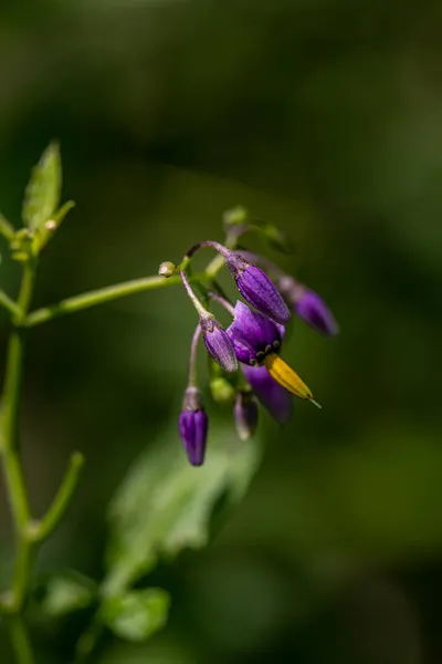 Solanum Dulcamara Flor Campo Close — Fotografia de Stock