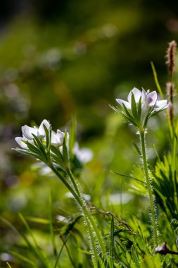 Dağlarda Anemonastrum narsiflorum çiçeği, makro