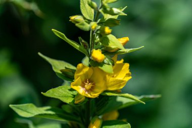 Lysimachia Çayırdaki kaba çiçekleri