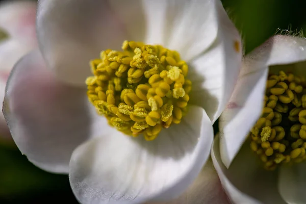 Anemonastrum Narcissiflorum Λουλούδι Στα Βουνά Κοντινό Πλάνο Πυροβολούν — Φωτογραφία Αρχείου