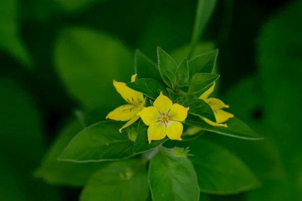 Lysimachia Vulgaris Flor Que Crece Prado Brote Cerca — Foto de Stock