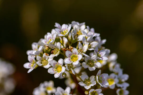 山の中のサキシフラガの甲殻類の花 — ストック写真