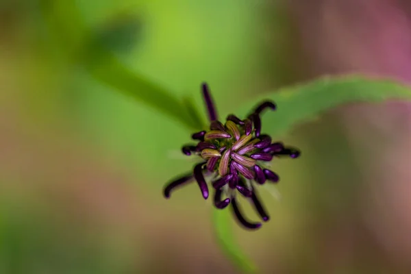 Phyteuma Ovatum Flor Que Crece Las Montañas Macro —  Fotos de Stock