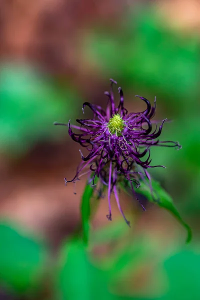 Phyteuma Ovatum Λουλούδι Που Αναπτύσσεται Στα Βουνά — Φωτογραφία Αρχείου