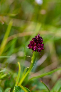 Gymnadenia Nigra Çiçeği tarlada