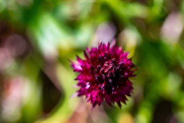 Gymnadenia nigra çiçeği tarlada büyüyor, makro