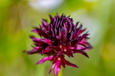 Gymnadenia zenci çiçeği tarlada büyüyor, kapat